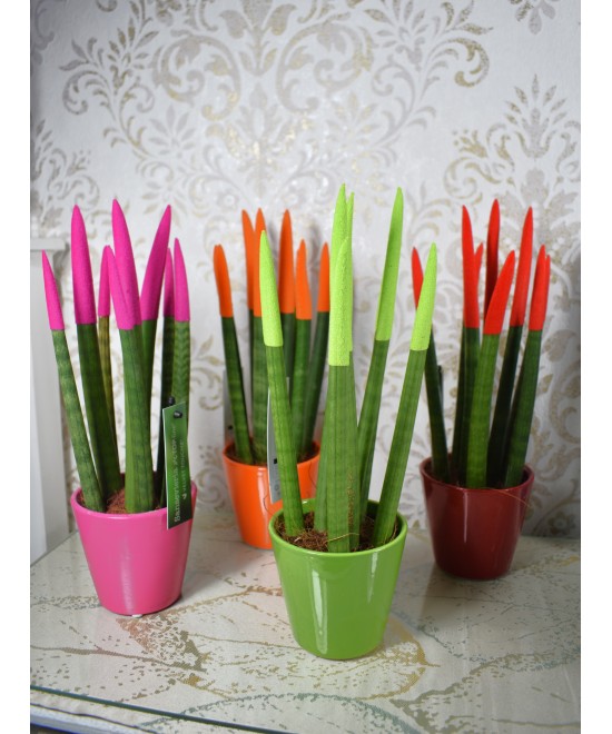 Sansevieria cylindrica color en Miajadas Cáceres
