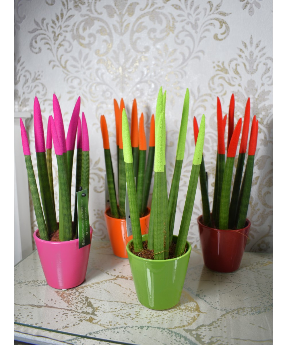 Sansevieria cylindrica color en Miajadas Cáceres
