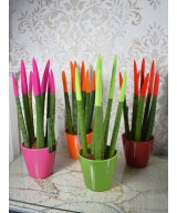 Sansevieria cylindrica color en Miajadas Cáceres