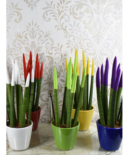 Sansevieria cylindrica color en Miajadas Cáceres
