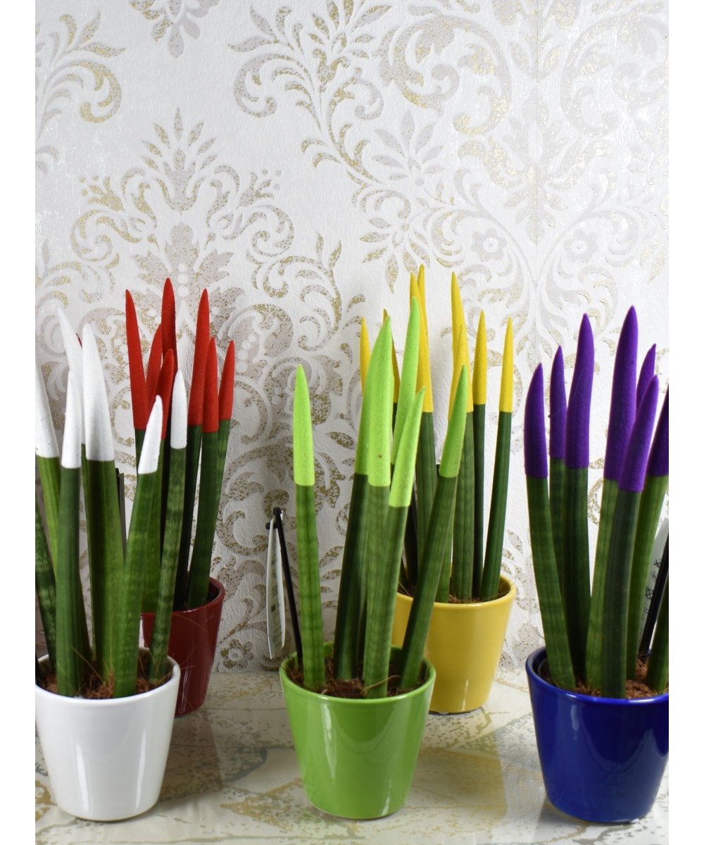 Sansevieria cylindrica color en Miajadas Cáceres
