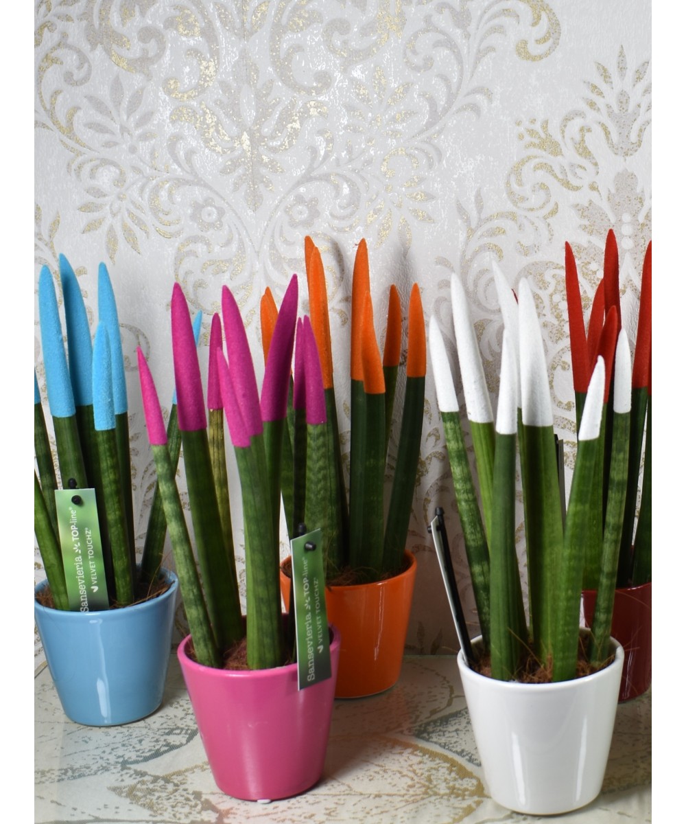 Sansevieria cylindrica color en Miajadas Cáceres