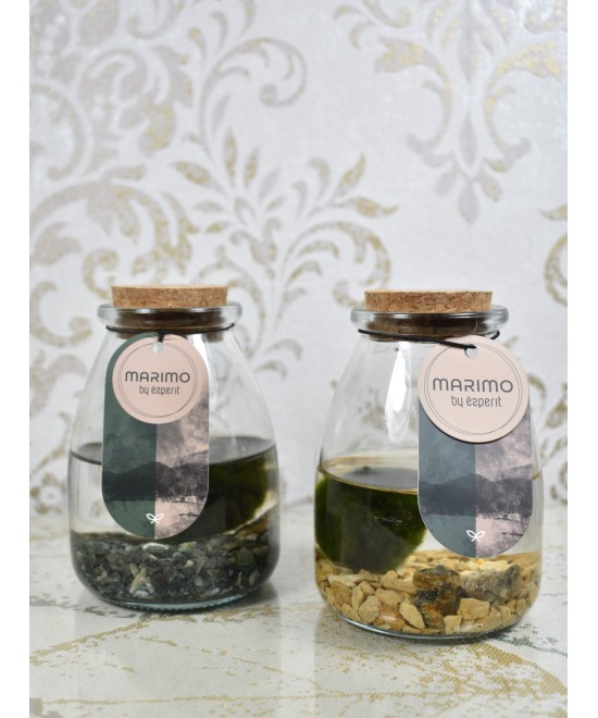 Marimo, planta acuática decorativa en Miajadas