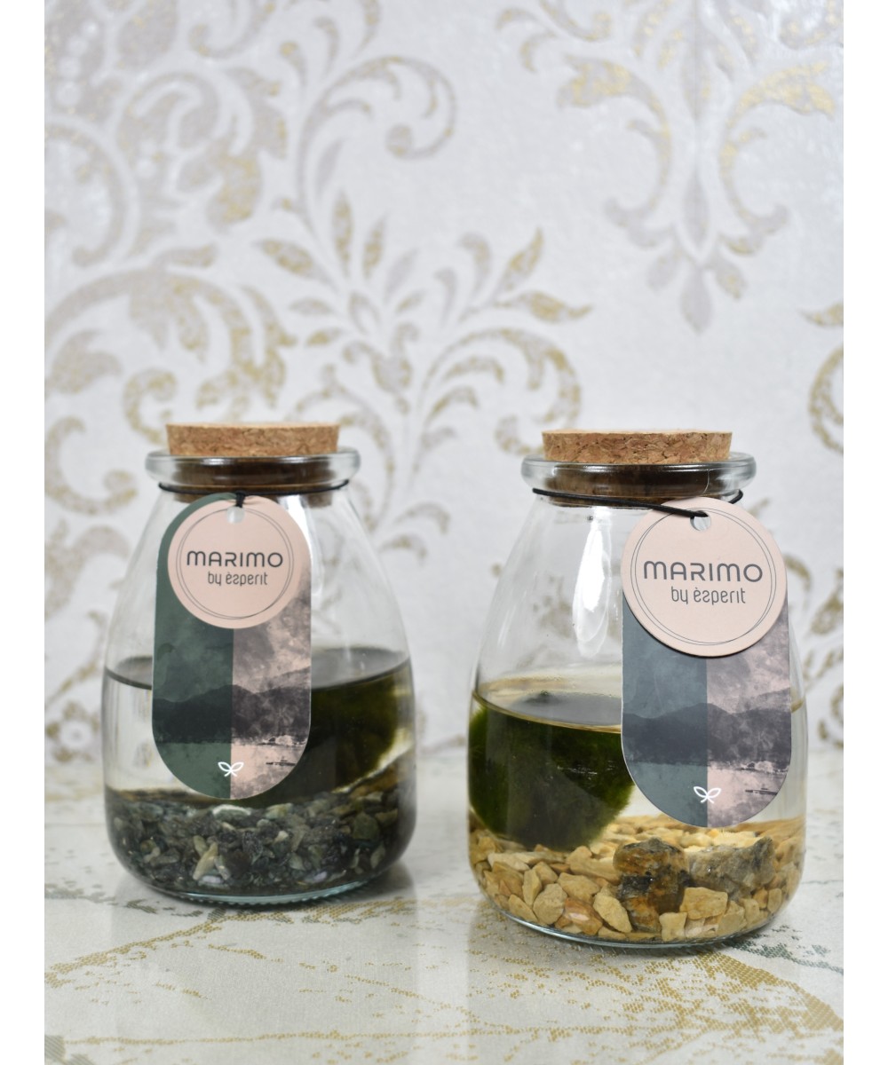Marimo, planta acuática decorativa en Miajadas