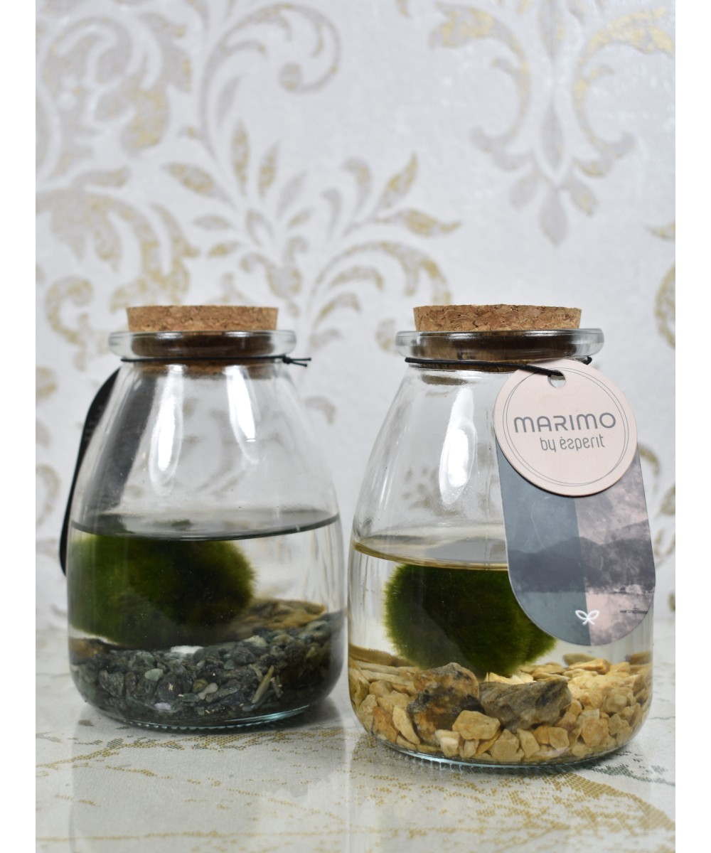 Marimo, planta acuática decorativa en Miajadas