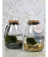 Marimo, planta acuática decorativa en Miajadas