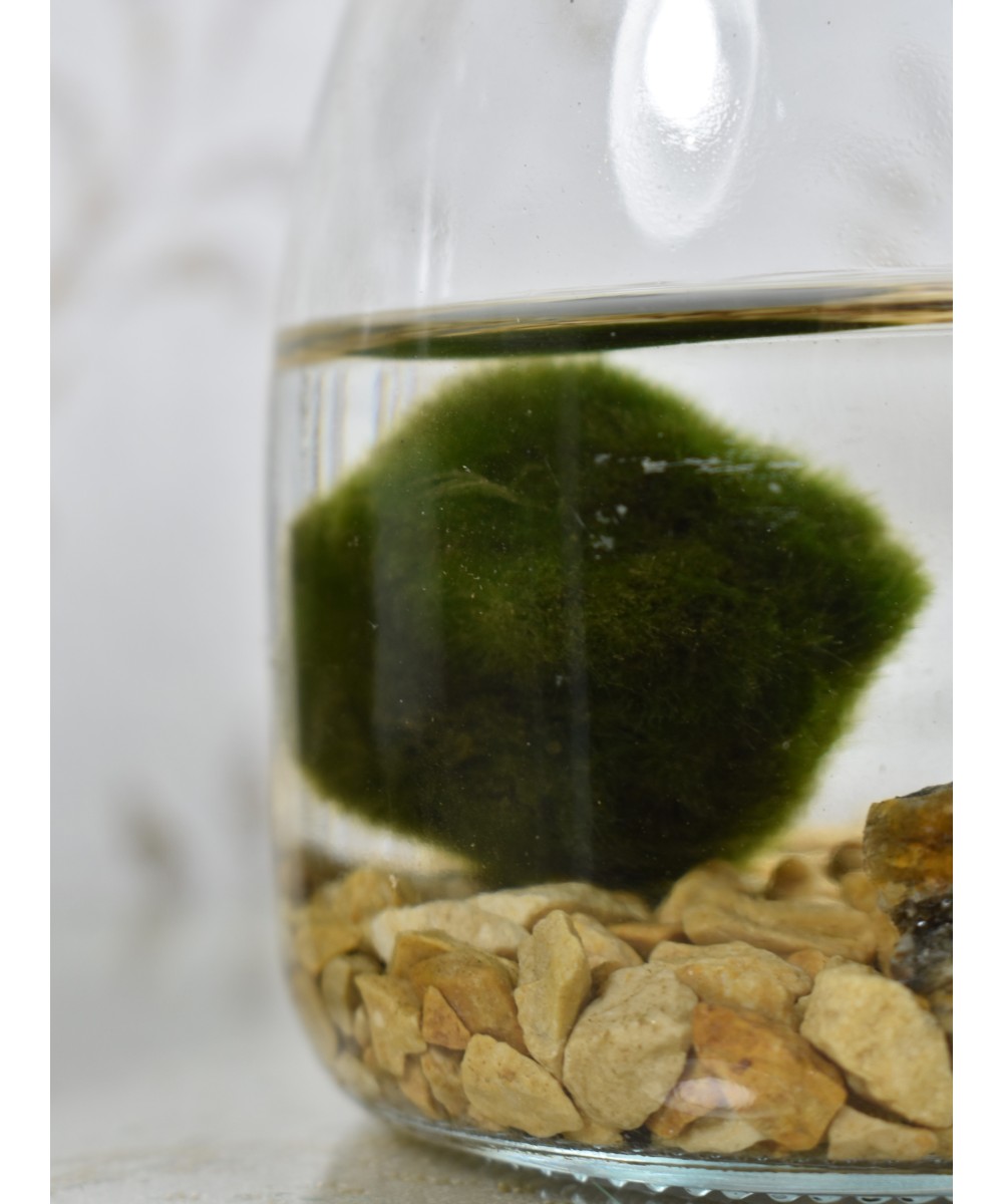 Marimo, planta acuática decorativa en Miajadas