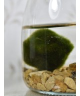 Marimo, planta acuática decorativa en Miajadas