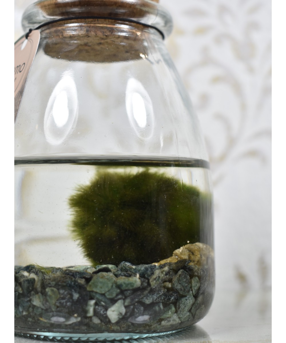 Marimo, planta acuática decorativa en Miajadas