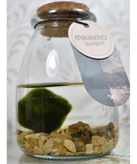 Marimo, planta acuática decorativa en Miajadas