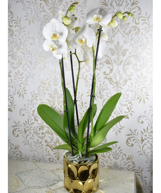 Planta de Orquídea Natural | Miajadas Cáceres