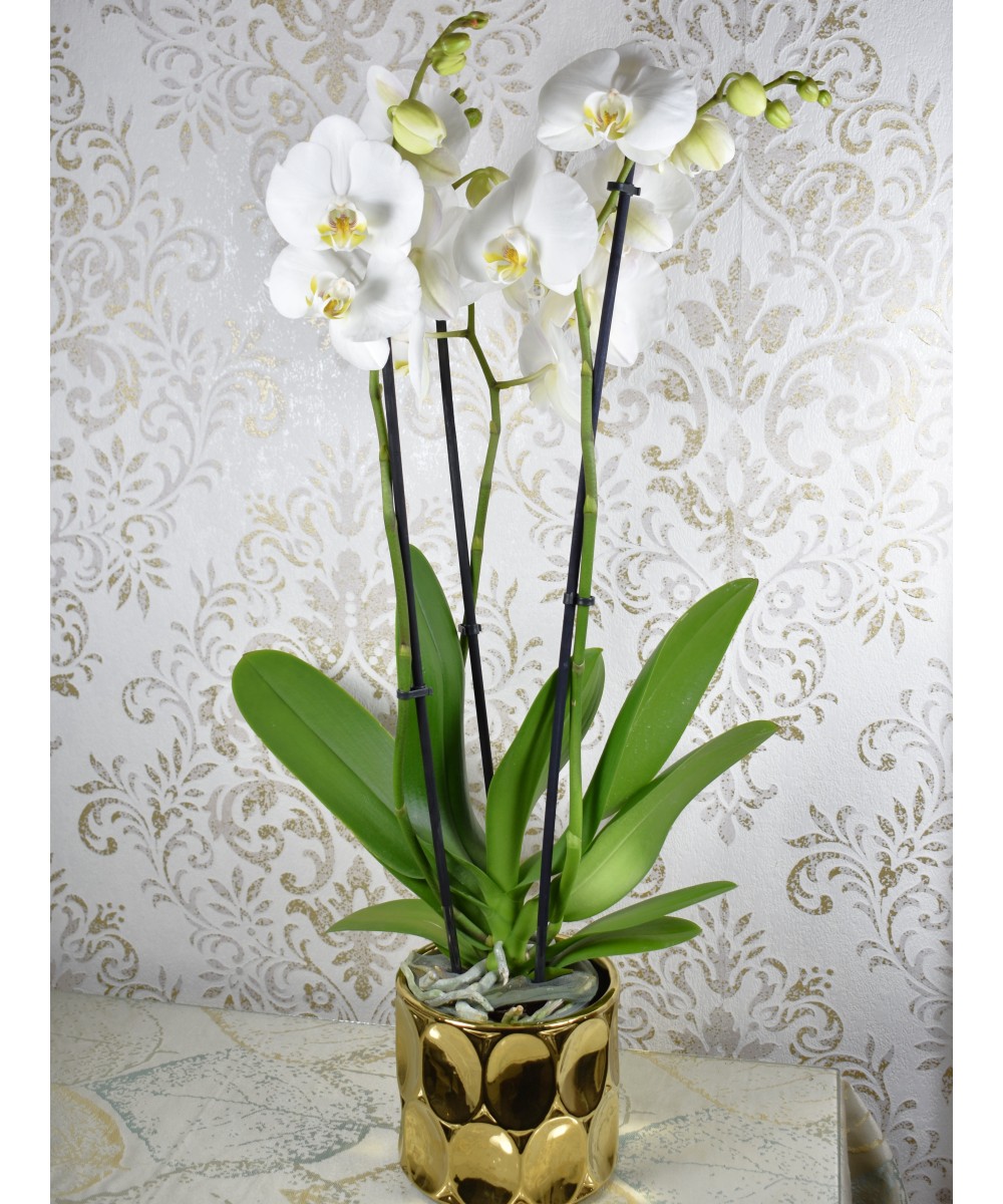 Planta de Orquídea Natural | Miajadas Cáceres