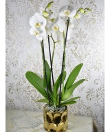 Planta de Orquídea Natural | Miajadas Cáceres