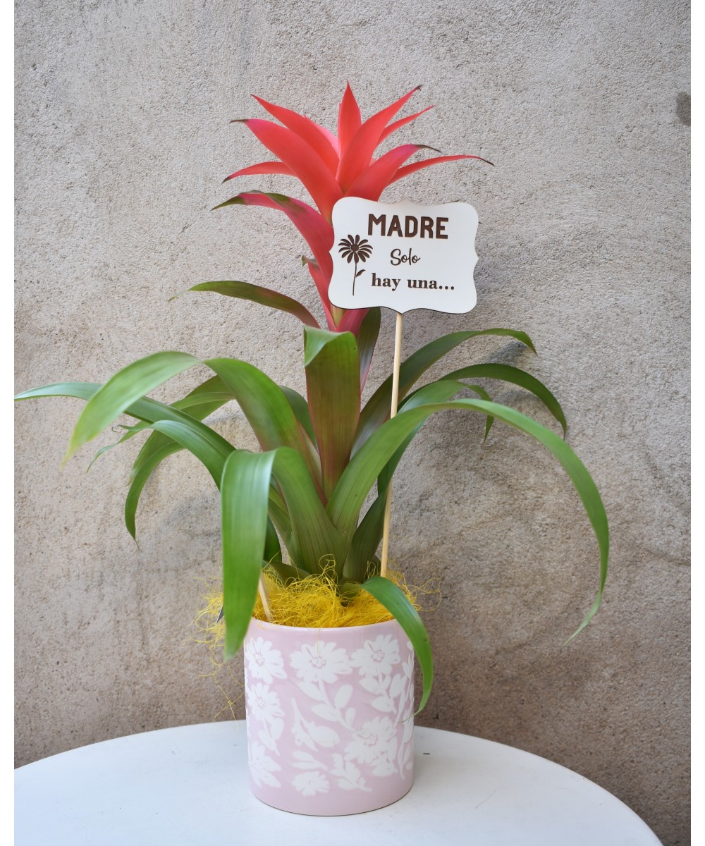 Guzmania tropical: color y fácil cuidado en Miajadas | Cáceres