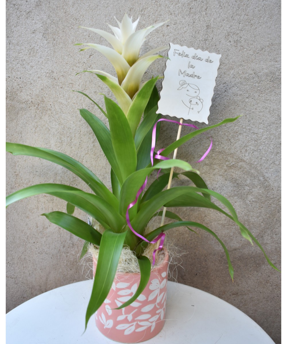Guzmania tropical: color y fácil cuidado en Miajadas | Cáceres