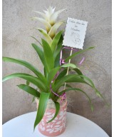 Guzmania tropical: color y fácil cuidado en Miajadas | Cáceres