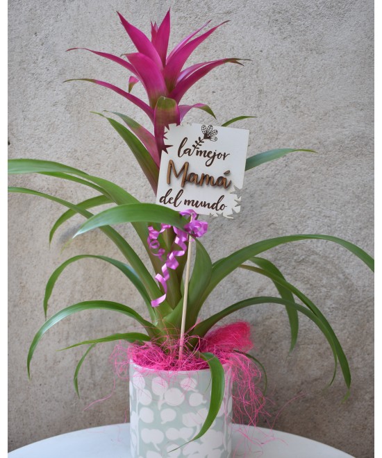 Guzmania tropical: color y fácil cuidado en Miajadas | Cáceres