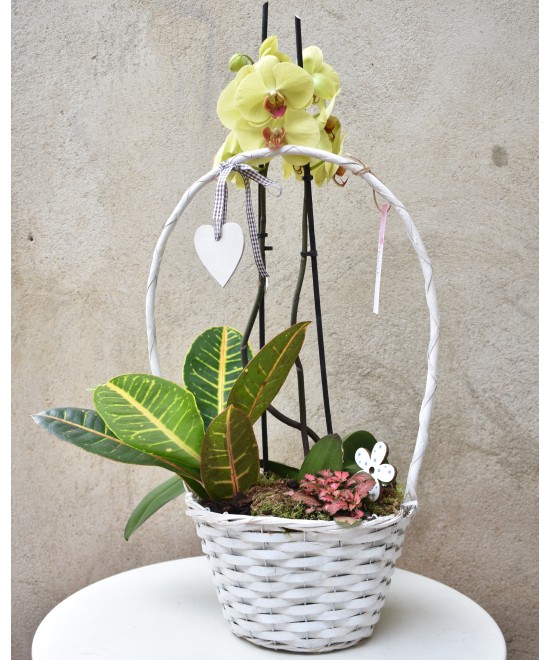 Cesta con orquídea Miajadas Día de la Madre