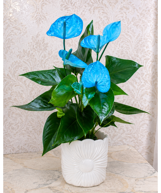 Anthurium Azul | Planta exótica y elegante para interior