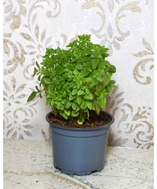 Albahaca fresca | Planta aromática natural para cocina y hogar