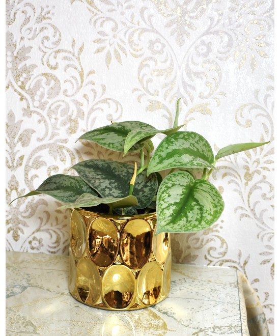 Scindapsus Pictus | Planta de interior elegante y fácil de cuidar