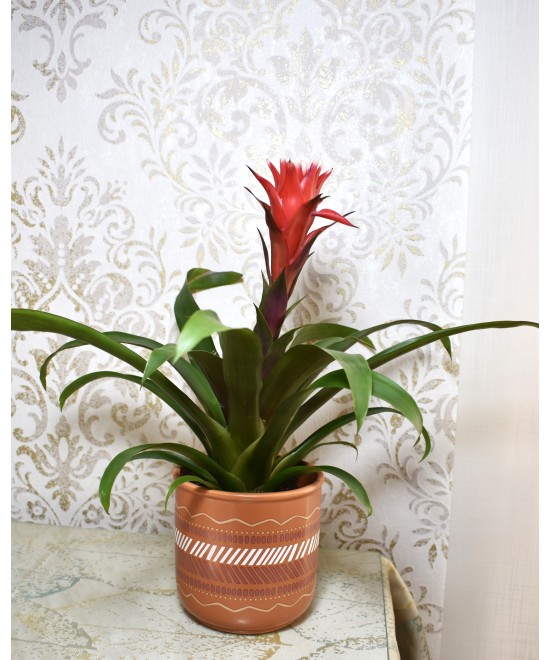 Guzmania | Planta tropical de interior elegante y colorida