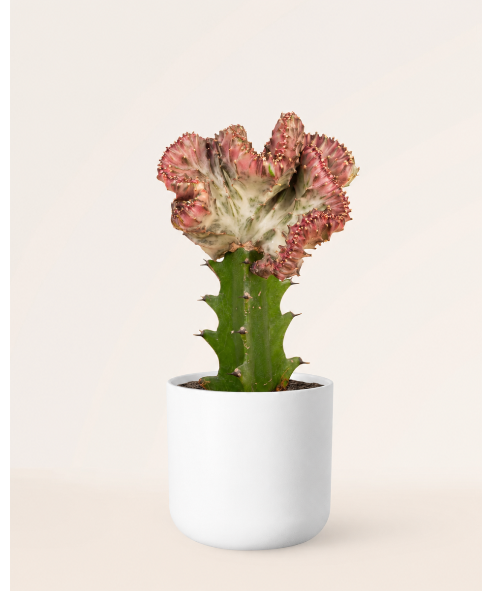 Euphorbia Lactea | Planta suculenta exótica y decorativa