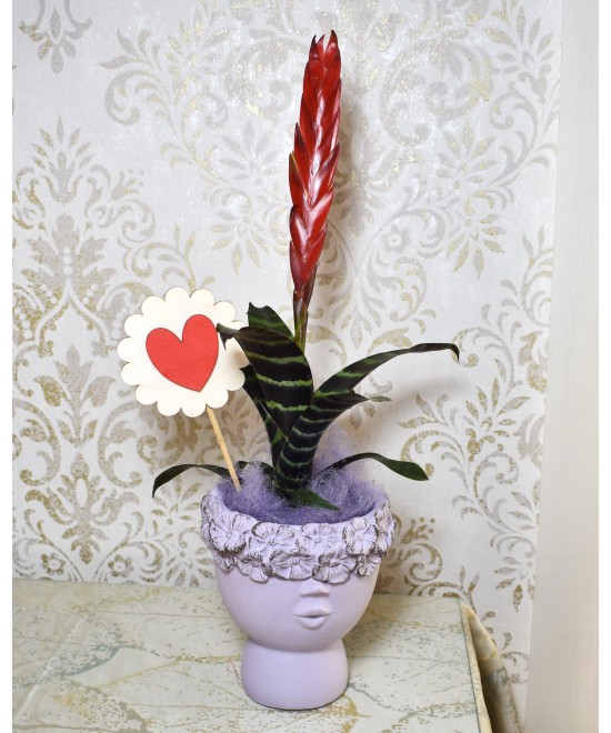 Vriesea | Planta tropical de interior elegante y exótica