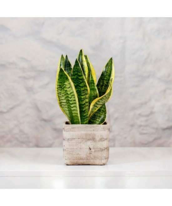 Planta de Sansevieria en Miajadas Cáceres