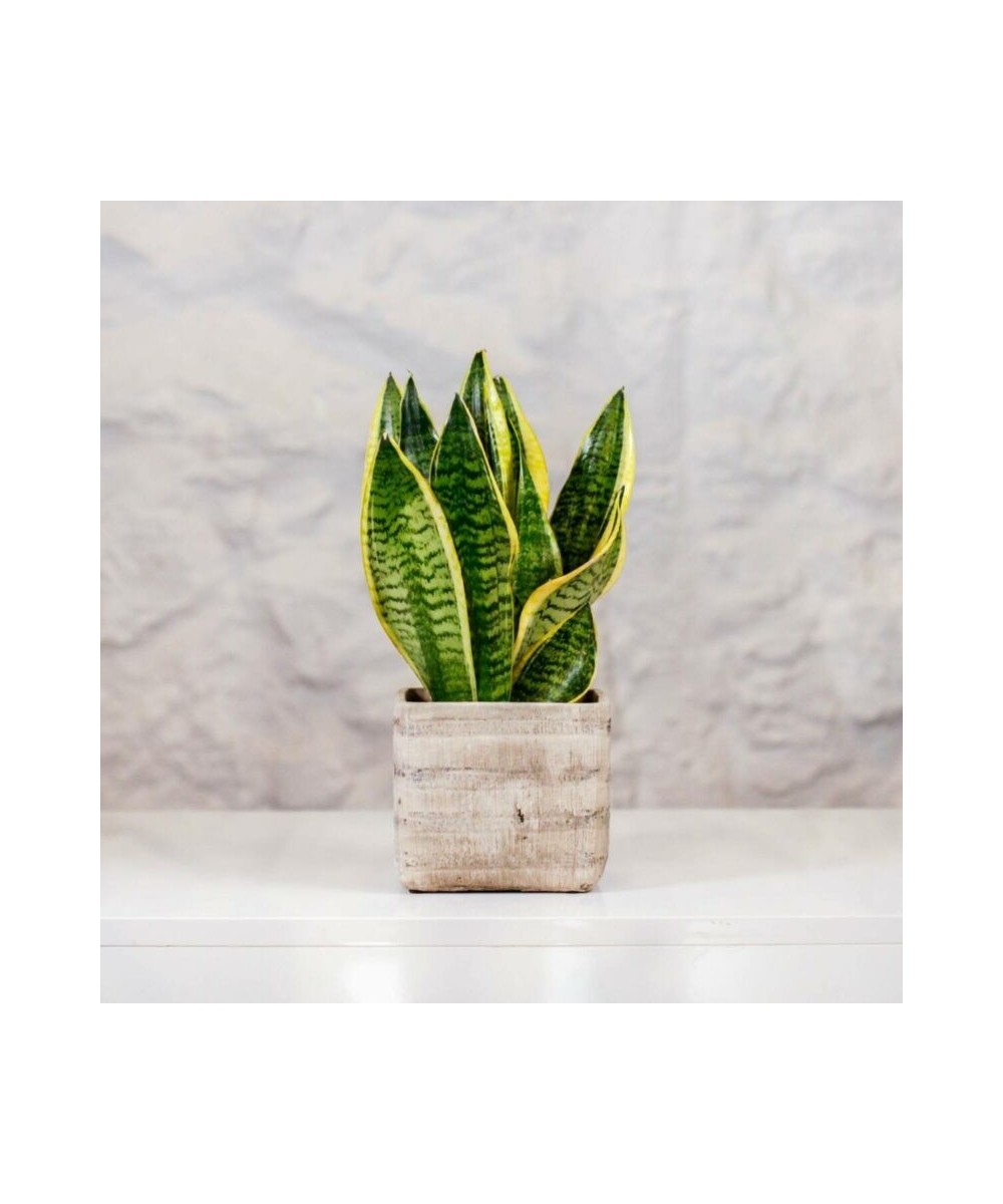 Planta de Sansevieria en Miajadas Cáceres