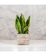 Planta de Sansevieria en Miajadas Cáceres
