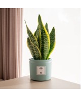 Planta de Sansevieria en Miajadas Cáceres