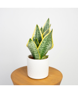 Planta de Sansevieria en Miajadas Cáceres