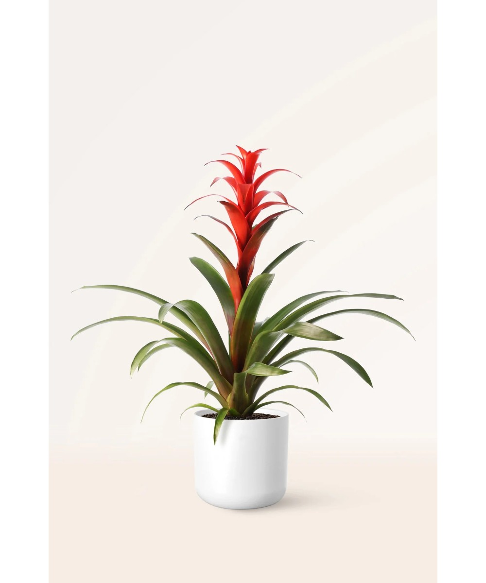 Guzmania tropical: color y fácil cuidado en Miajadas | Cáceres