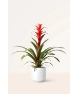 Guzmania tropical: color y fácil cuidado en Miajadas | Cáceres