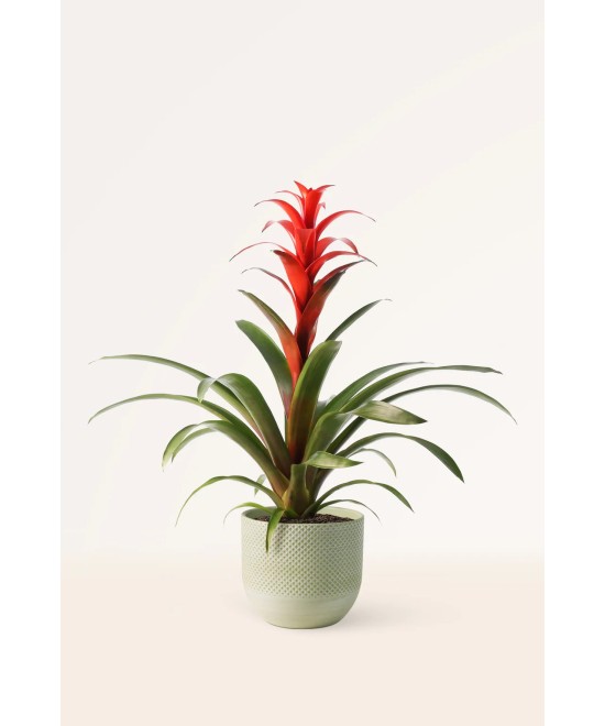 Guzmania tropical: color y fácil cuidado en Miajadas | Cáceres