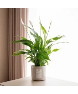 Planta de Spatifilium en Miajadas Cáceres