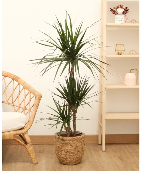 Drácena Marginata en Miajadas Cáceres