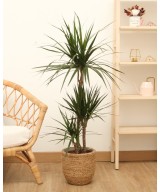 Drácena Marginata en Miajadas Cáceres
