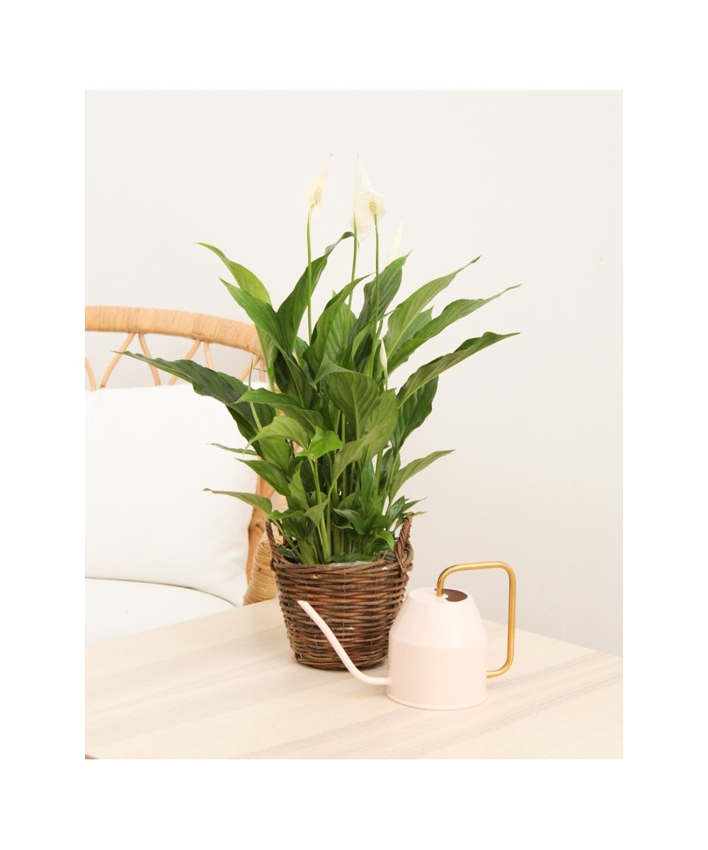 Planta de Spatifilium en Miajadas Cáceres