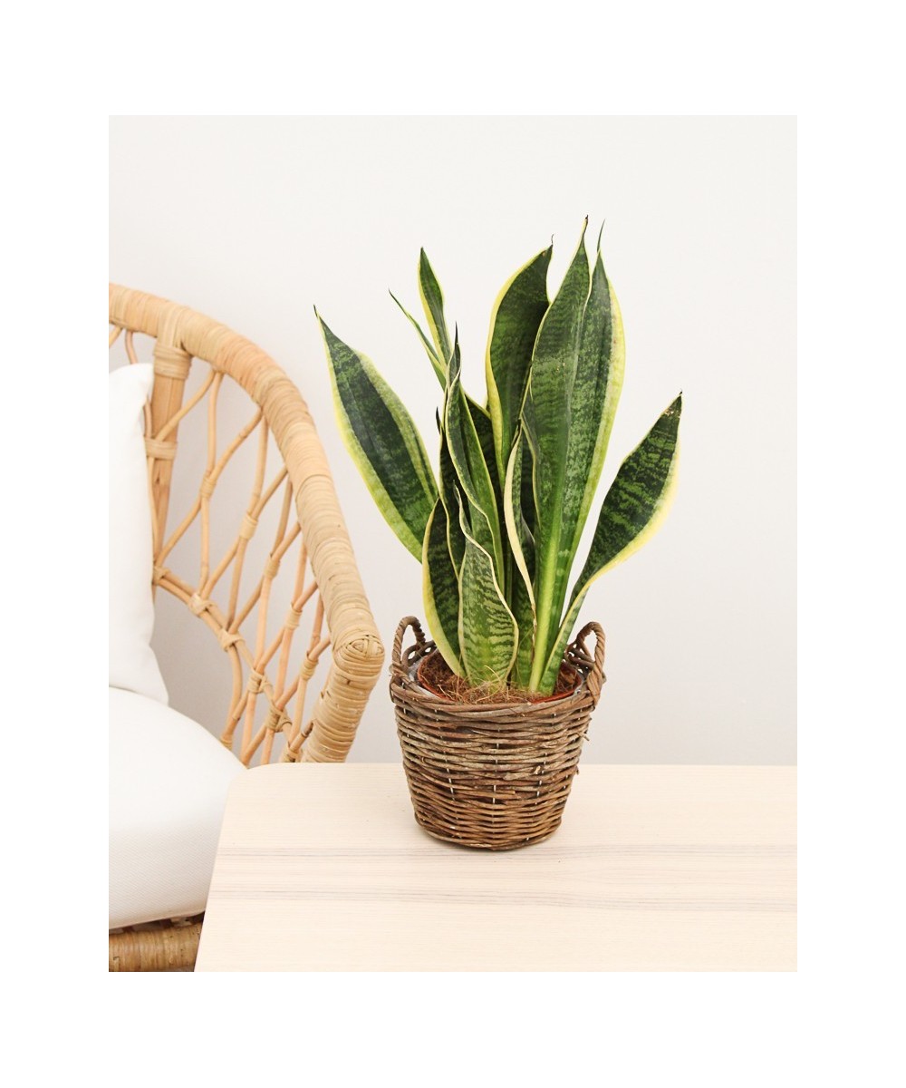Planta de Sansevieria en Miajadas Cáceres