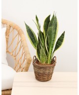 Planta de Sansevieria en Miajadas Cáceres