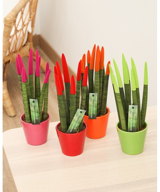 Sansevieria cylindrica color en Miajadas Cáceres