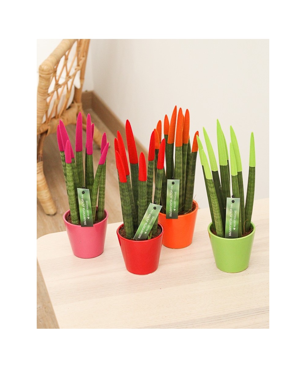 Sansevieria cylindrica color en Miajadas Cáceres