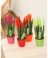 Sansevieria cylindrica color en Miajadas Cáceres