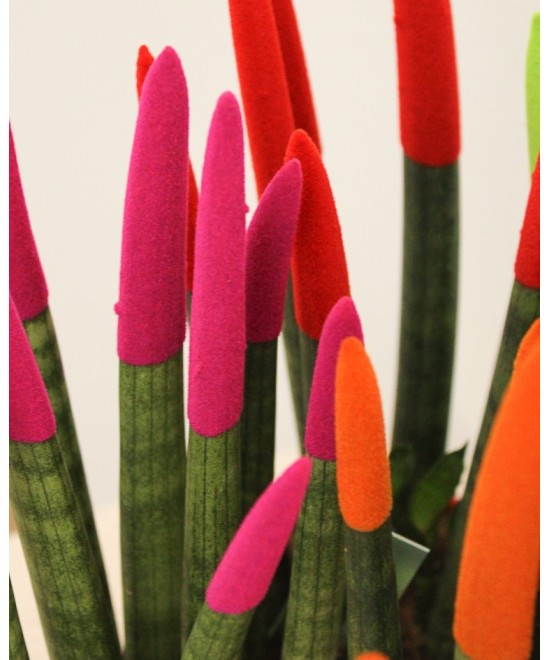 Sansevieria cylindrica color en Miajadas Cáceres