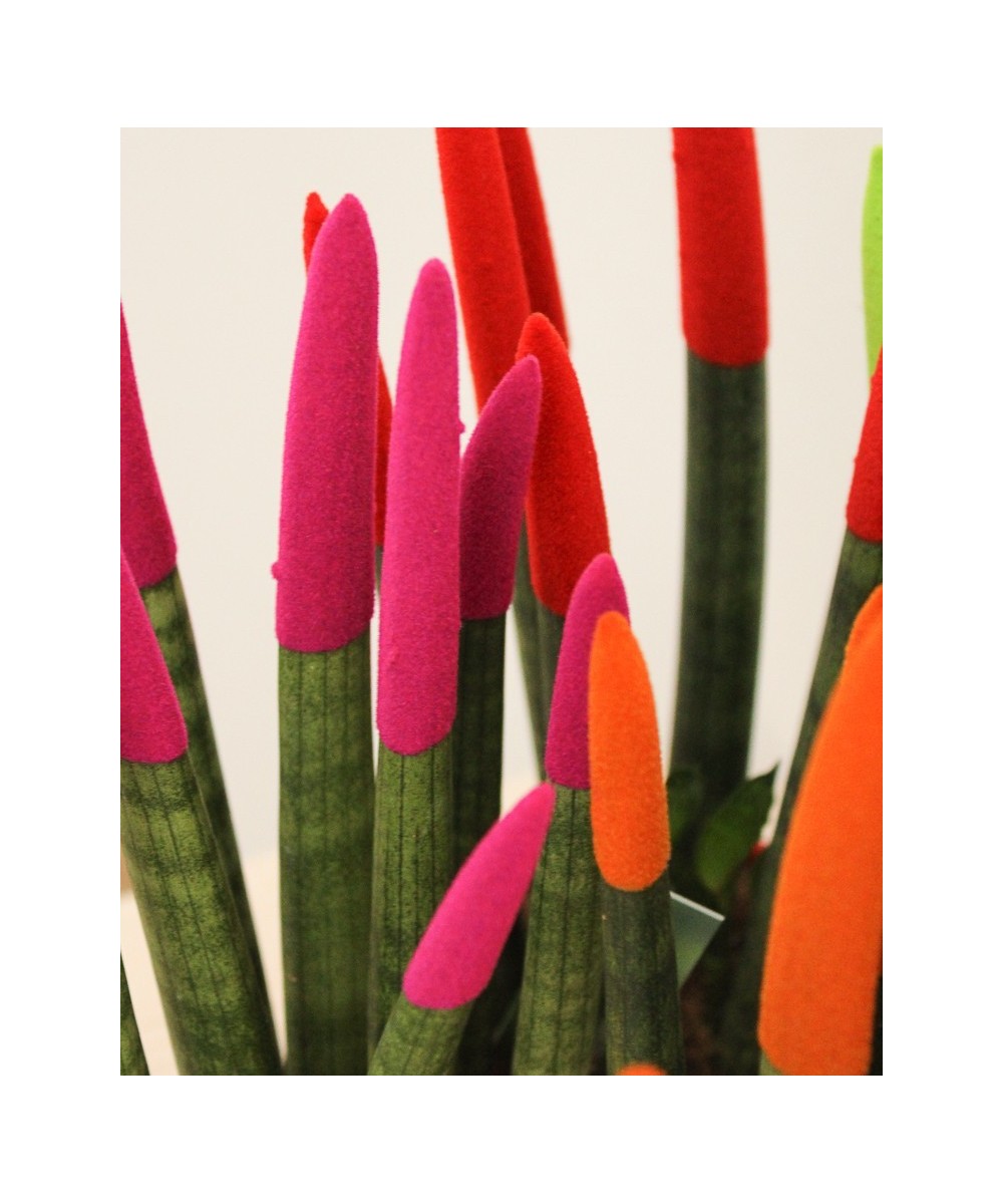 Sansevieria cylindrica color en Miajadas Cáceres