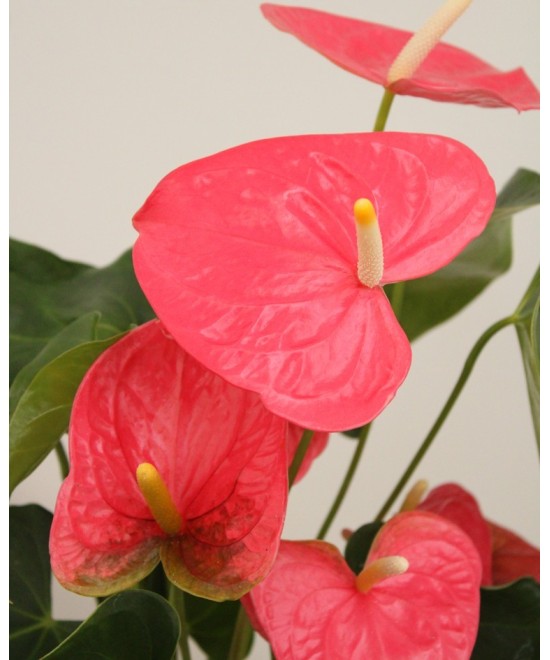 Planta de Anthurium Natural | Miajadas Cáceres