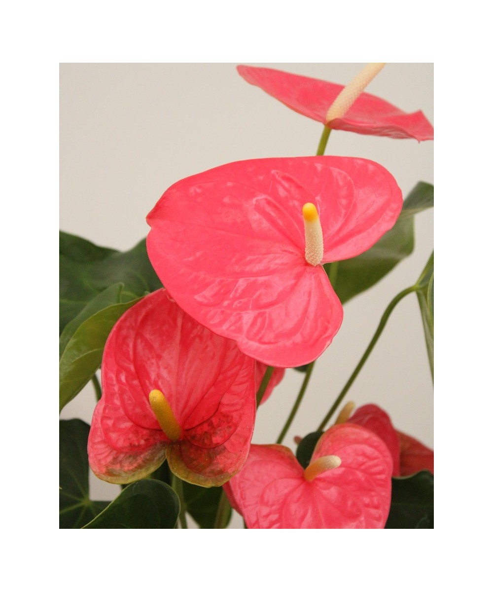 Planta de Anthurium Natural | Miajadas Cáceres