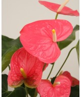 Planta de Anthurium Natural | Miajadas Cáceres
